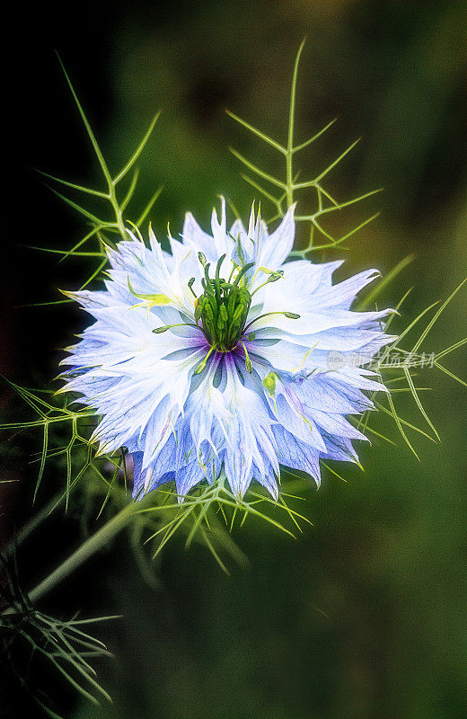 花- Nigella(雾中的爱)近距离